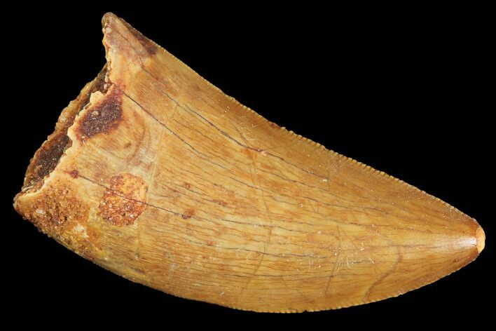 Serrated, Juvenile Carcharodontosaurus Tooth - Morocco #100085